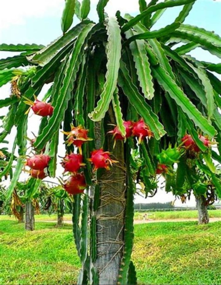 Is dragon fruit a summer fruit