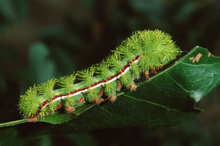 Is Firespike poisonous