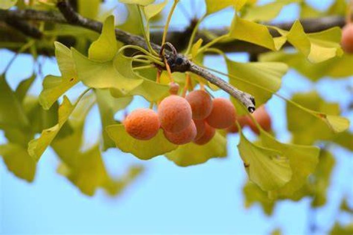 Is ginkgo tree fruit edible