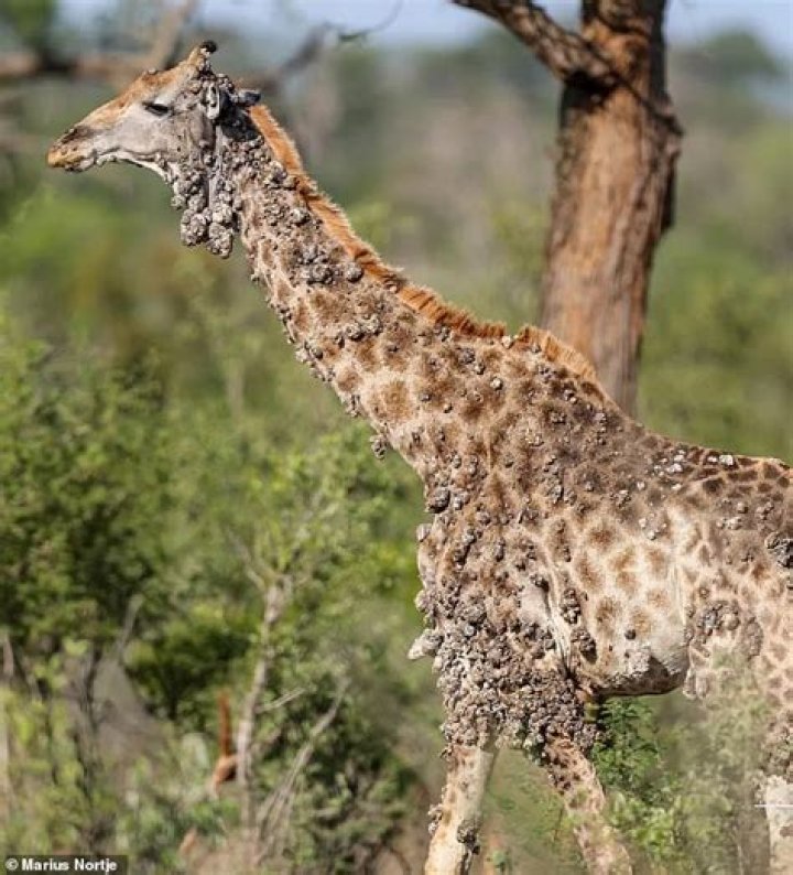 Is giraffe skin spotted