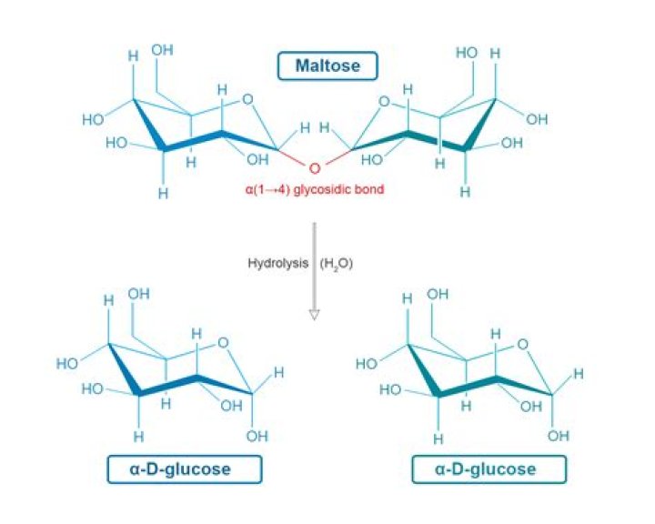 Is glucose a metabolite
