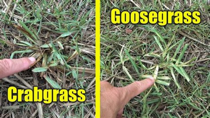 Is Goosegrass the same as crabgrass