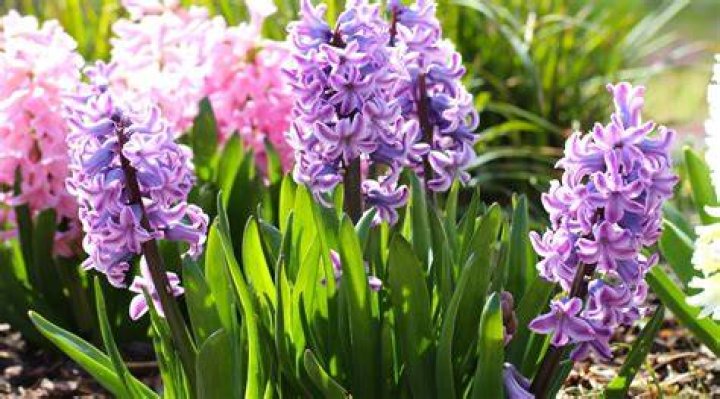 Is grape hyacinth a wildflower