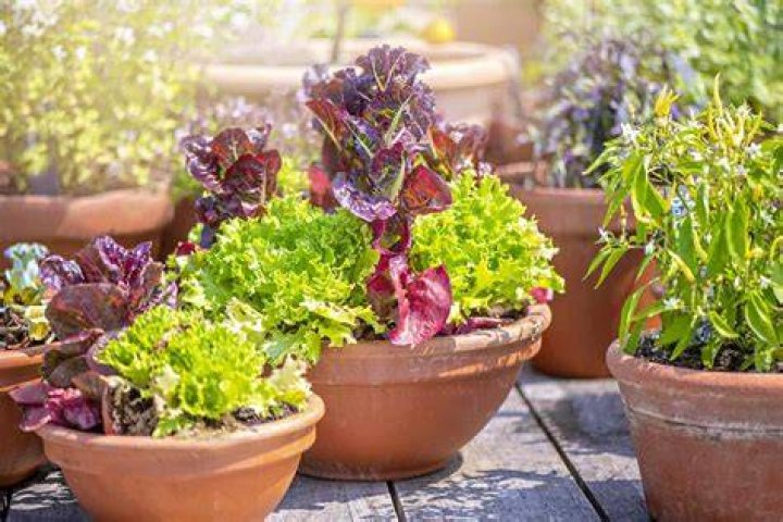 Is Hebe suitable for pots