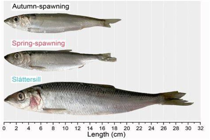 Is Herring the same as mackerel