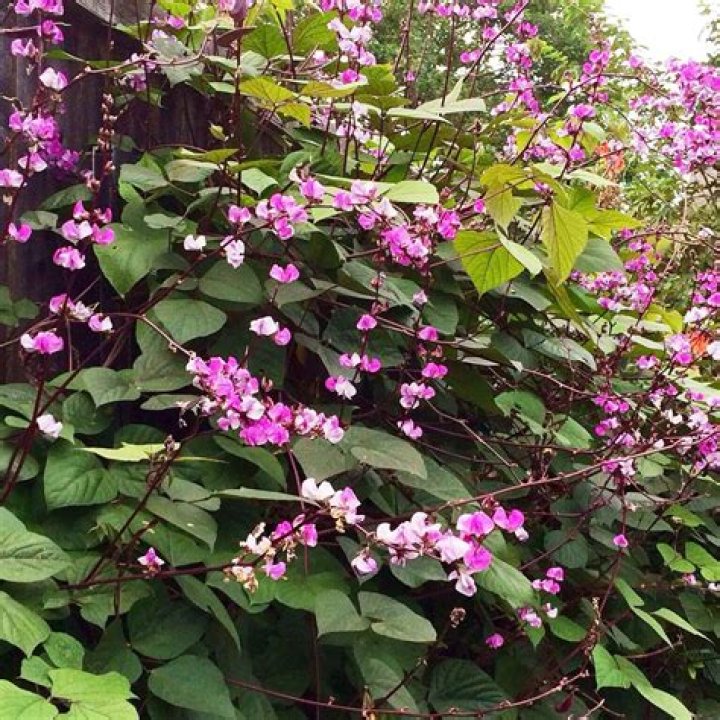 Is hyacinth bean vine invasive