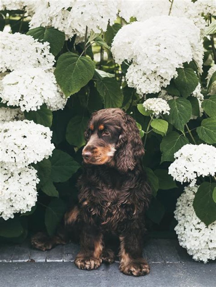 Is Hydrangea safe for dogs