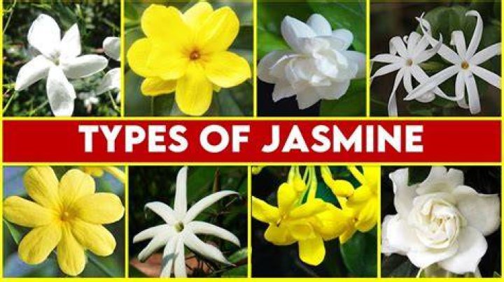 Is Jasmine a vine or shrub