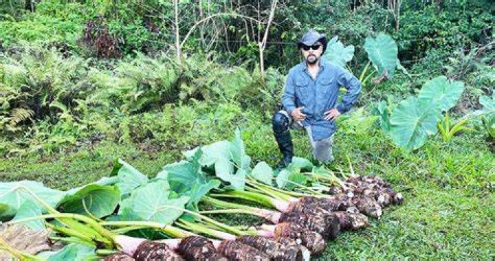 Is Kalo a vegetable