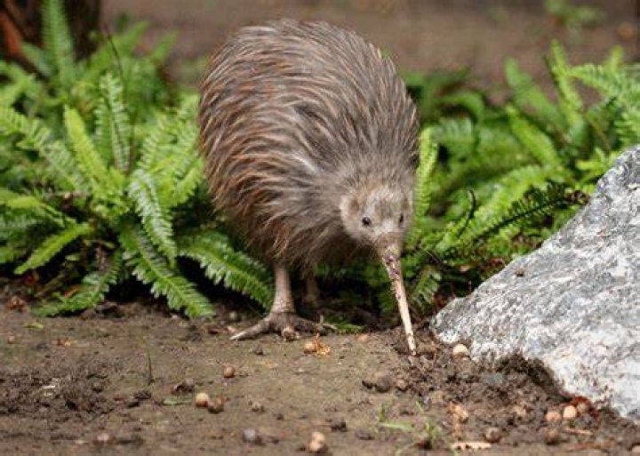 Is Kiwi an evergreen