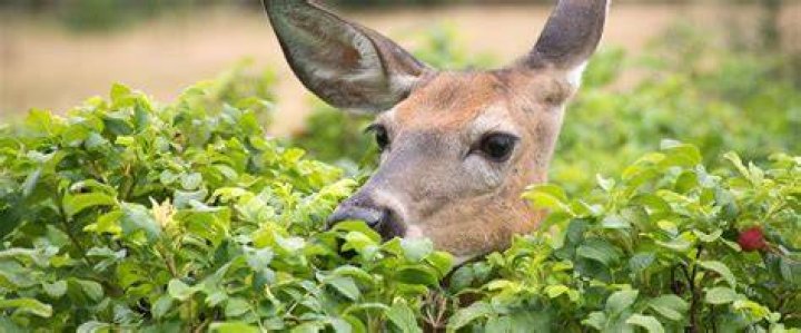 Is Kurapia deer resistant