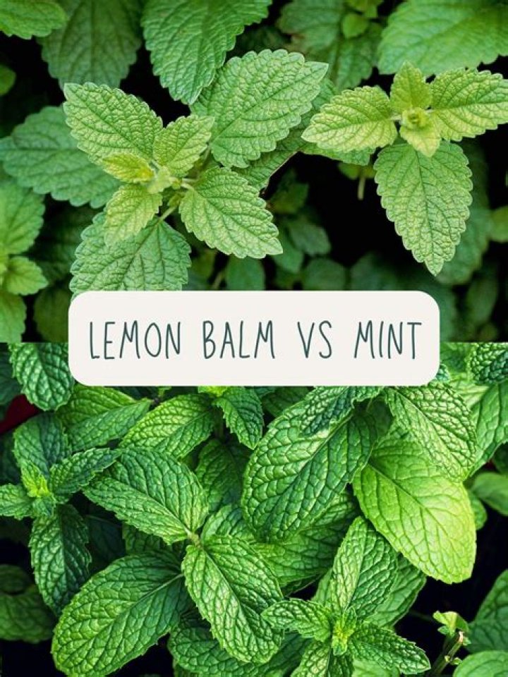Is lemon balm and bee balm the same