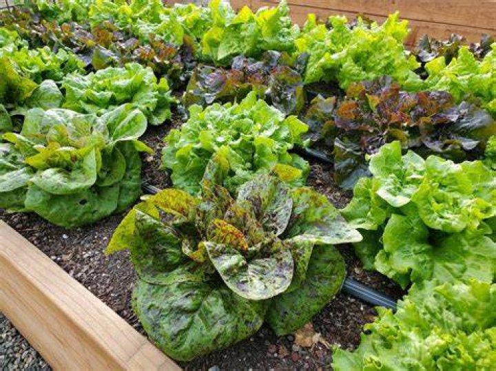 Is lettuce a green