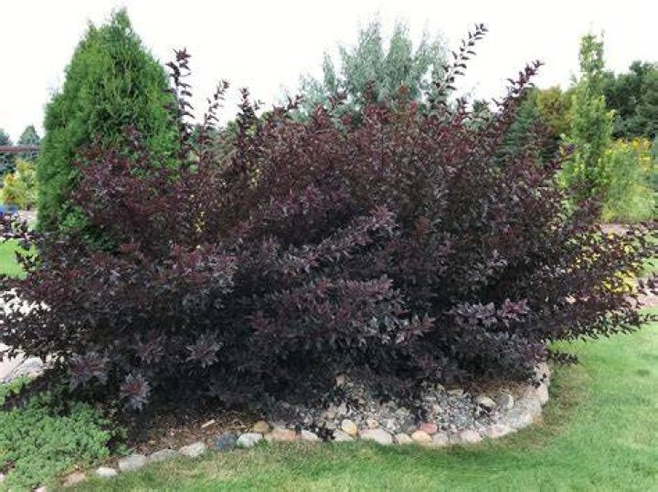 Is Little Devil ninebark Evergreen