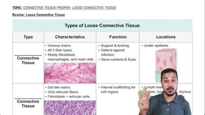 Is loose connective tissue vascular