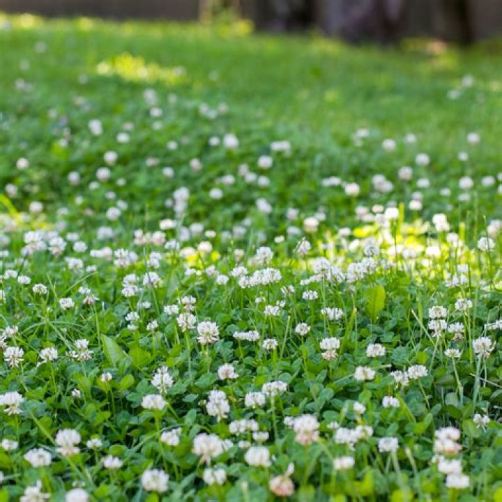 Is micro clover a perennial