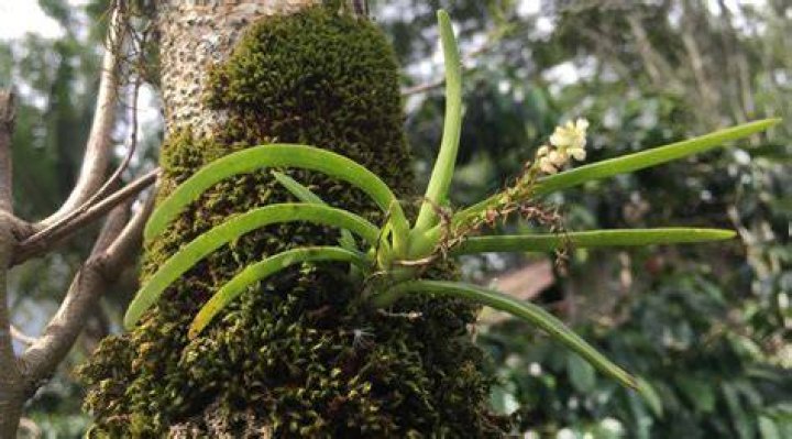 Is Mistletoe an epiphyte