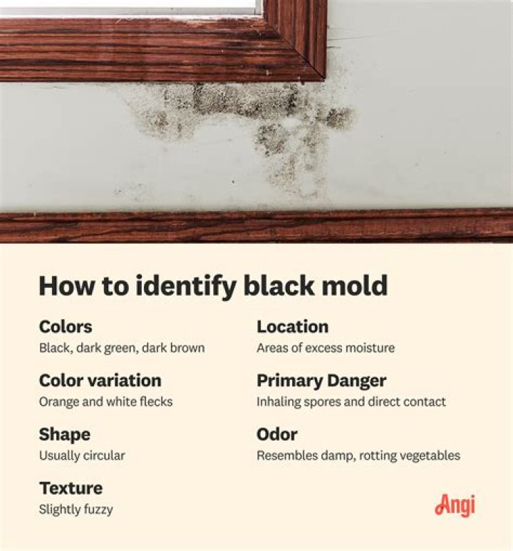 Is mold in window AC dangerous