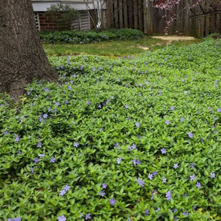 Is Myrtle the same as vinca