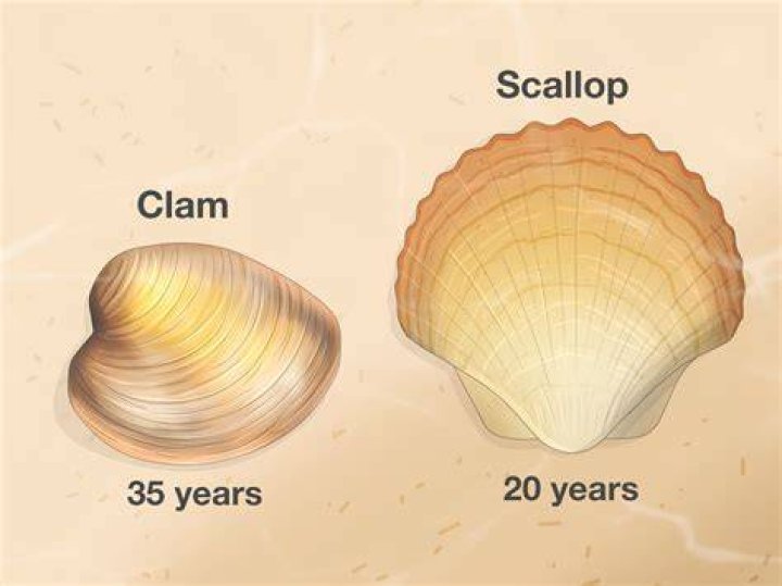 Is oyster shell and grit the same thing