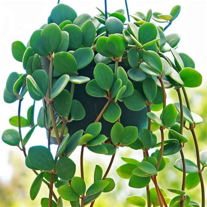 Is Peperomia hope a succulent