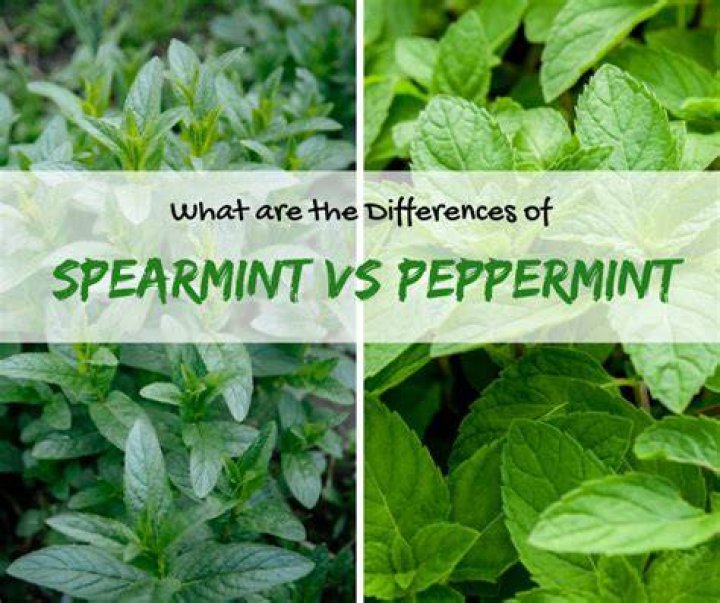 Is peppermint and mint leaves the same thing