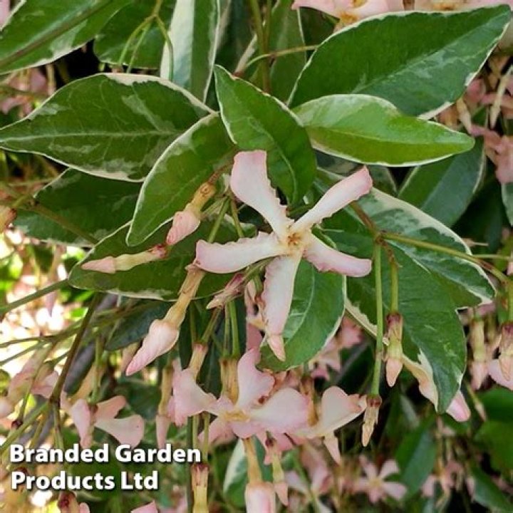 Is Pink Jasmine Hardy