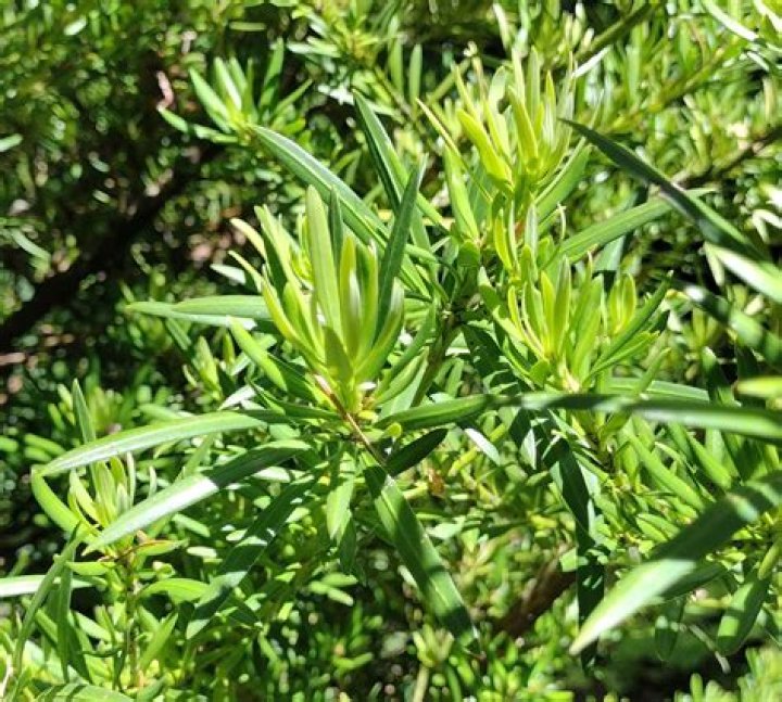 Is Podocarpus fruit edible