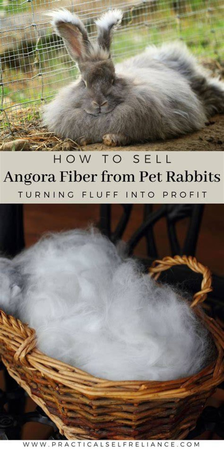 Is raising angora rabbits profitable
