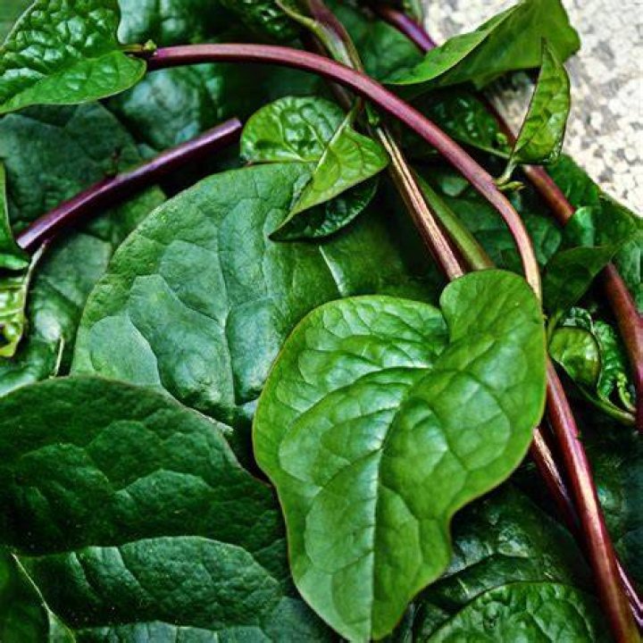 Is Red Malabar spinach edible