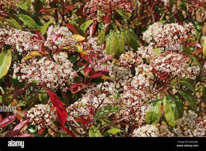 Is Red Robin shrub poisonous