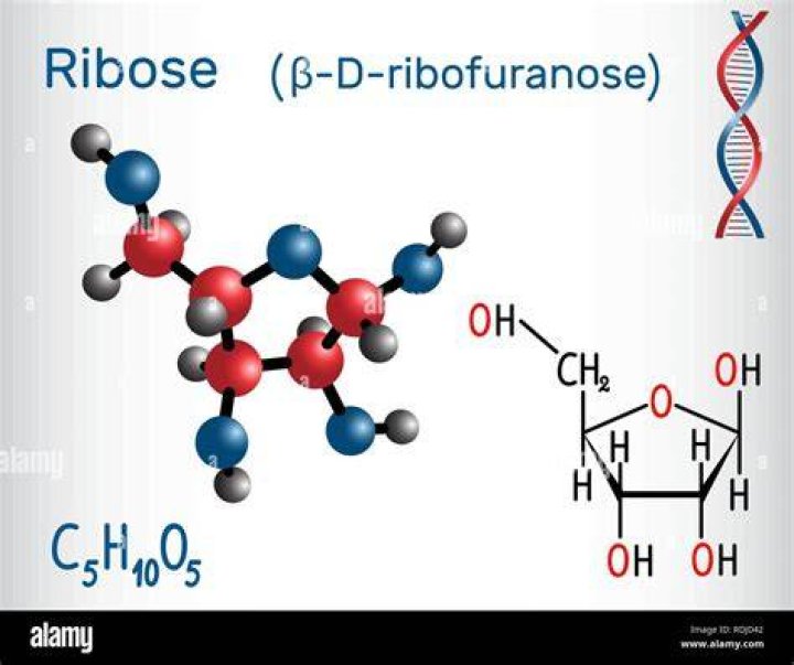 Is Ribose a carbohydrate