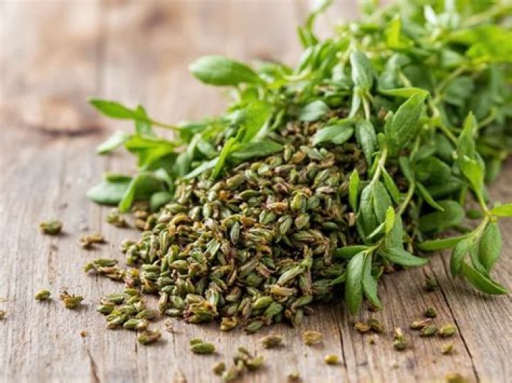 Is Savory a herb