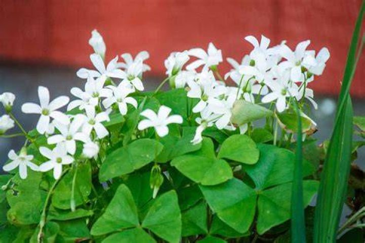 Is Shamrock a shape
