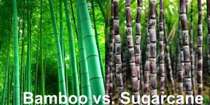Is sorghum and sugarcane the same
