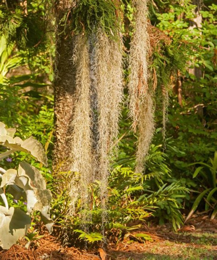 Is Spanish moss considered invasive