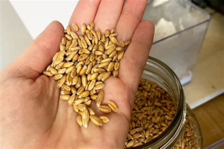 Is Spelt a seed