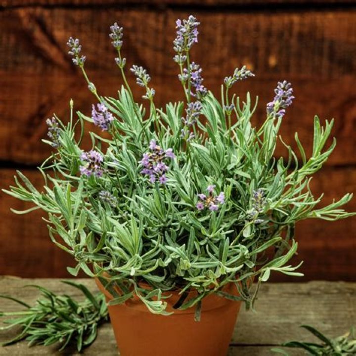 Is Spike lavender toxic
