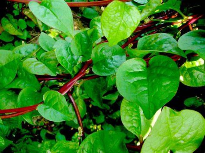 Is spinach a climbing plant