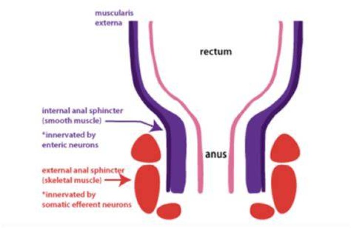 Is the anus smooth