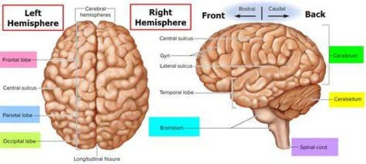 Is the brain divided into two hemispheres