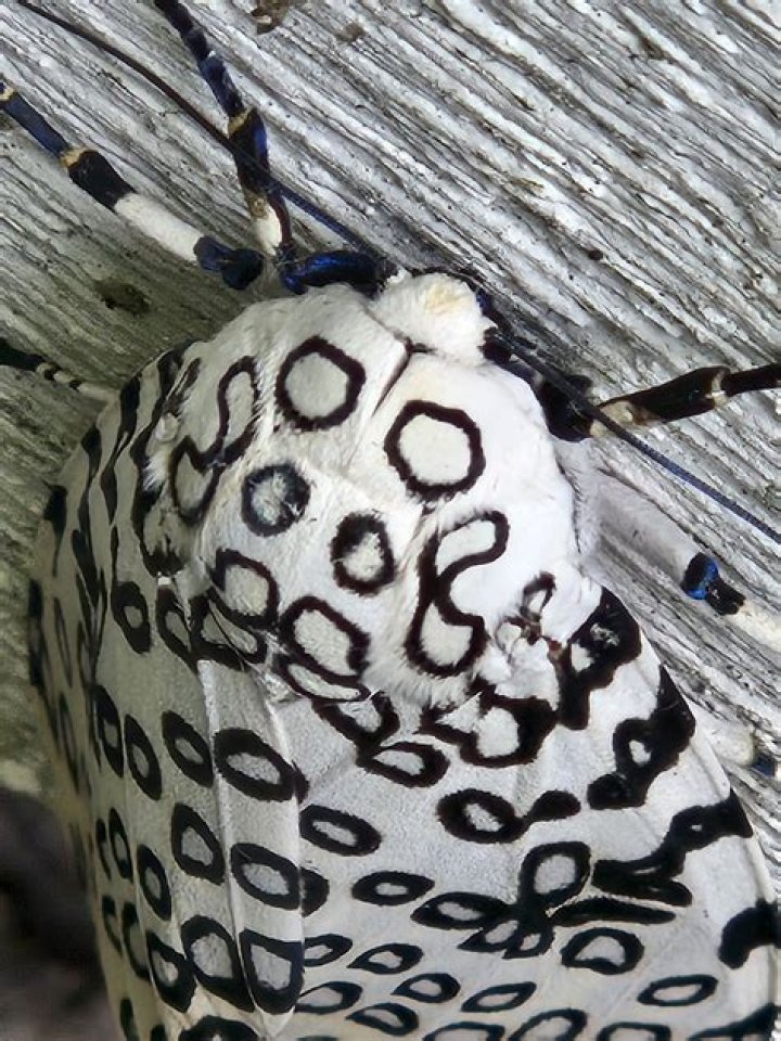 Is the giant leopard moth rare