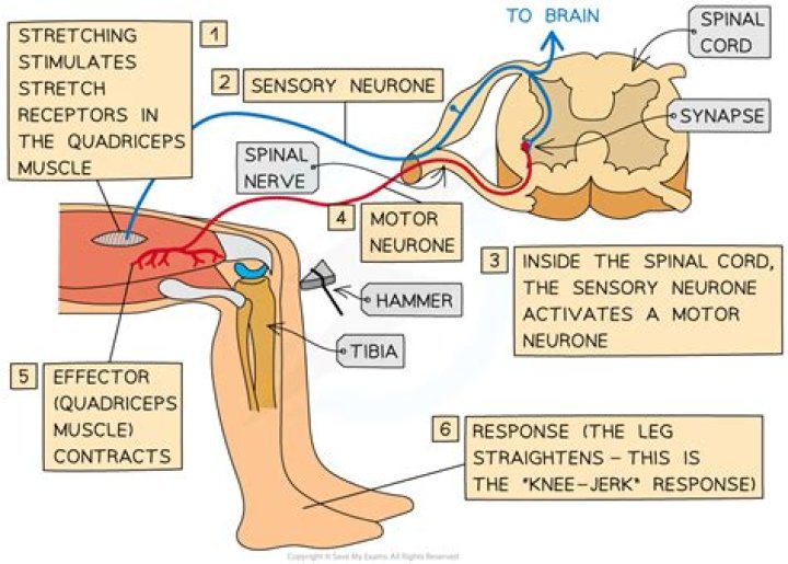 Is the knee jerk reflex Polysynaptic