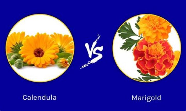 Is there a difference between calendula and marigold