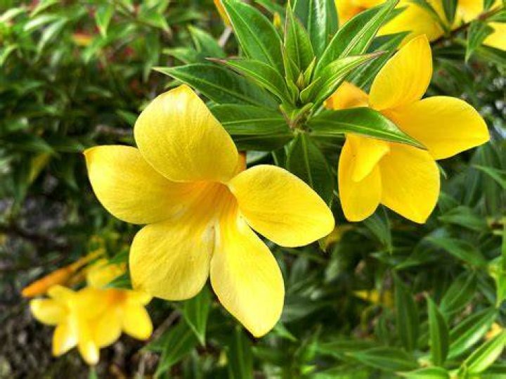 Is there a flower called Melanie