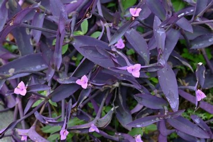 Is there a plant called Daphne