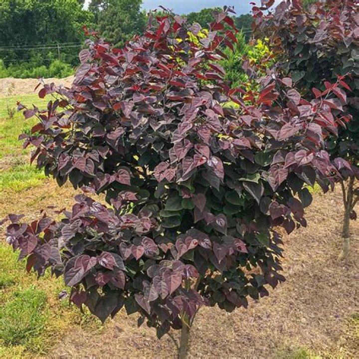 Is there a redbud bush