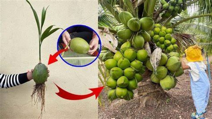 Is there a season for coconuts