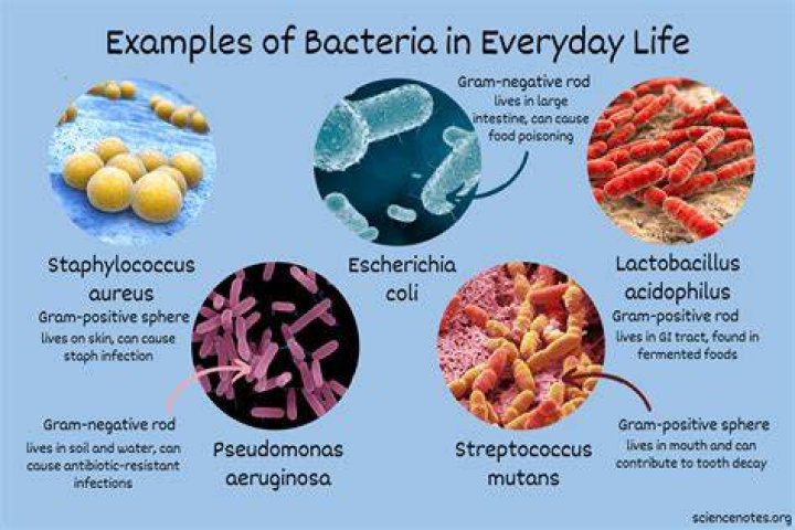 Is there bacteria on the Mars