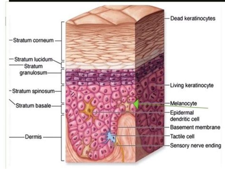 Is there epithelial tissue in the dermis
